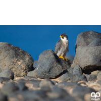 گونه شاهين Barbary Falcon